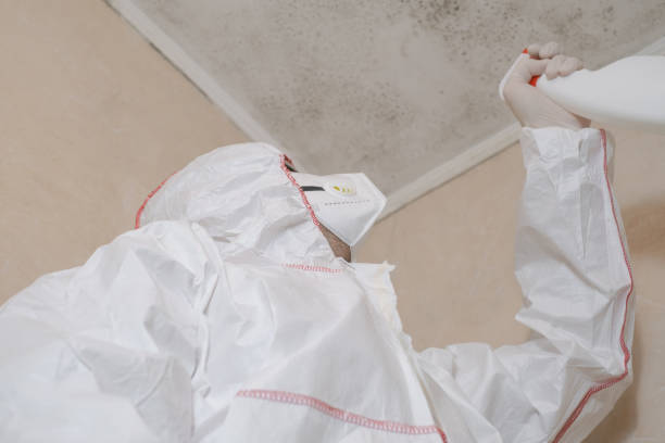 Best Mold Damage Restoration  in East Norwich, NY